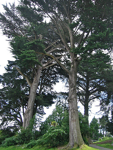 Fotos Alamo Square