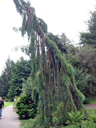 Foto Golden Gate Park mit Botanischen Garten - San Francisco