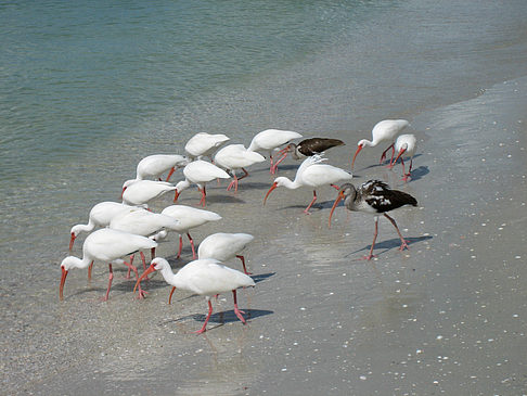 Foto Vögel am Strand