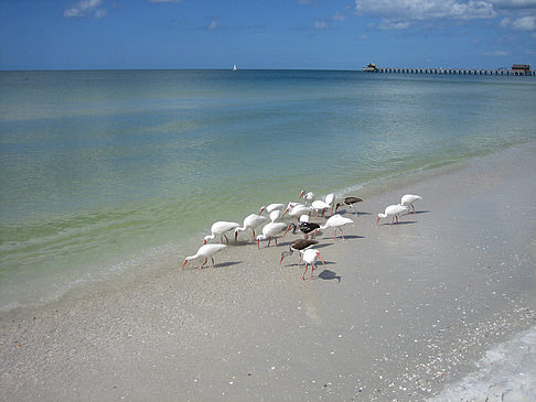 Foto Vögel am Strand - 