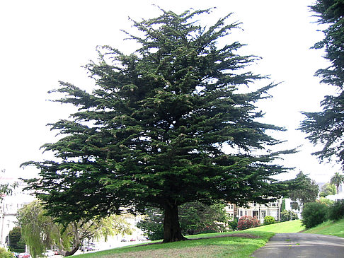 Alamo Square Fotos