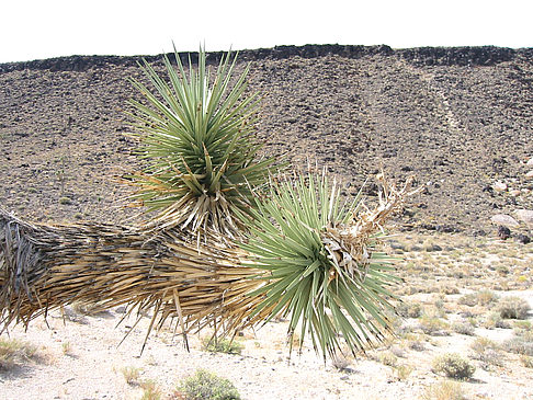 Foto Lone Pine - Panamint Springs