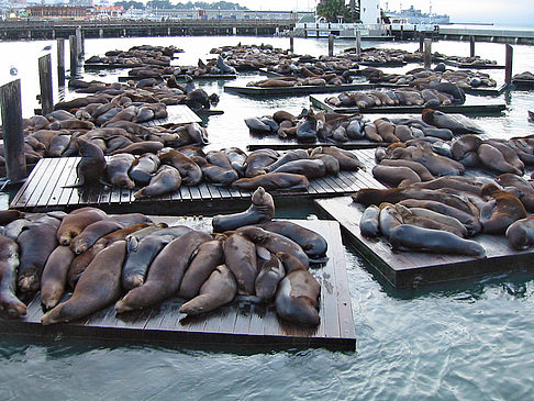 Fotos Fishermans Pier 39 bis 45 | San Francisco