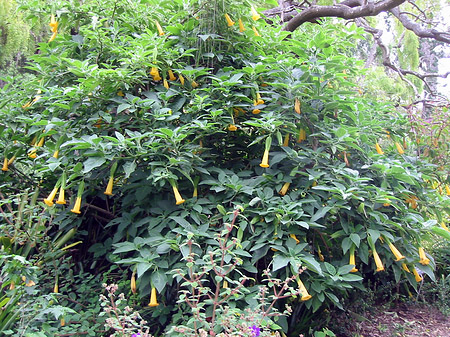 Fotos Golden Gate Park mit Botanischen Garten | San Francisco