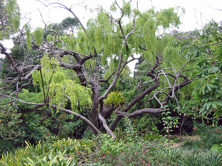 Golden Gate Park mit Botanischen Garten Fotos