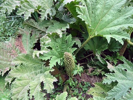 Fotos Golden Gate Park mit Botanischen Garten